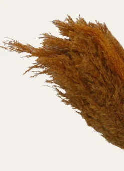 Bouchara Plante, Fleur^TIGES NATURELLES SÉCHÉES